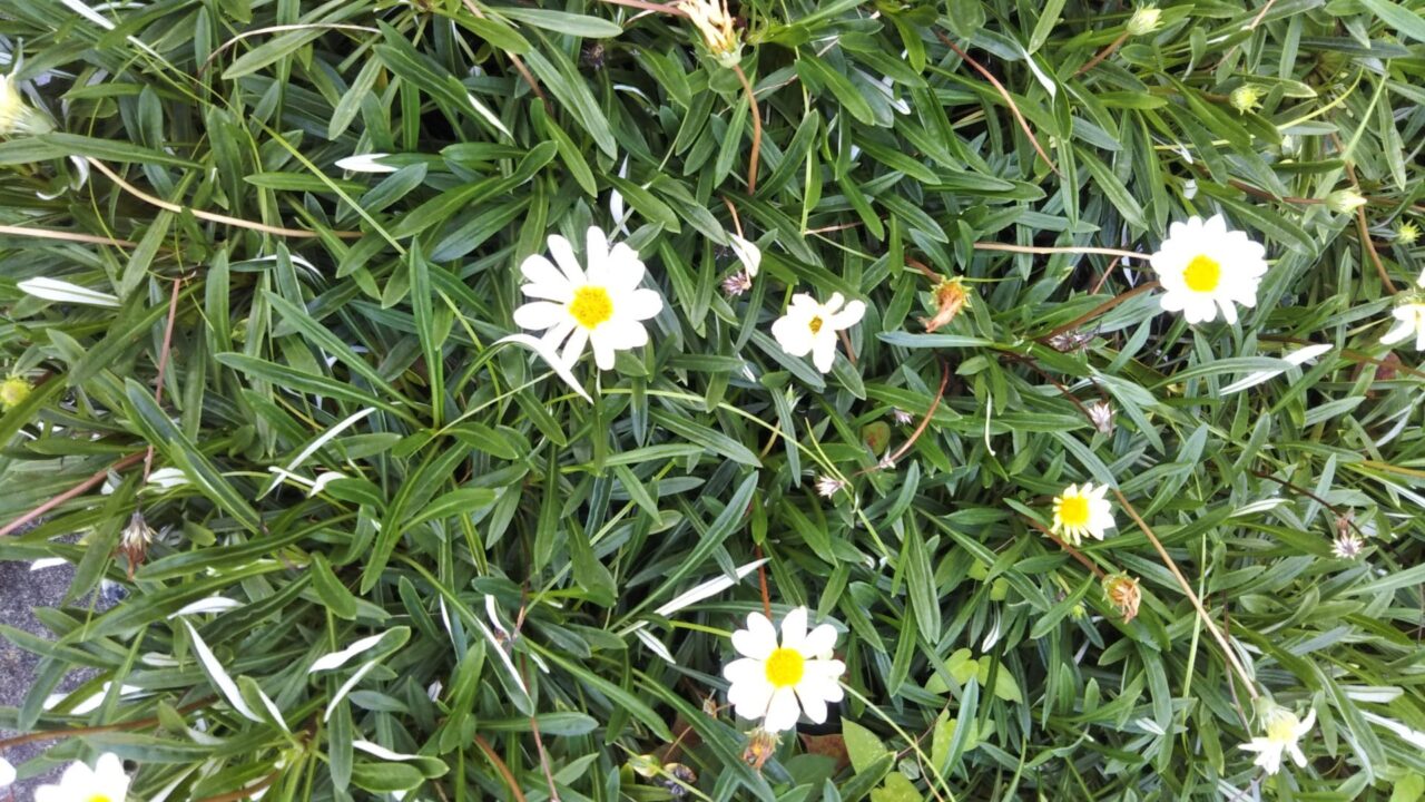 白い花
white flower