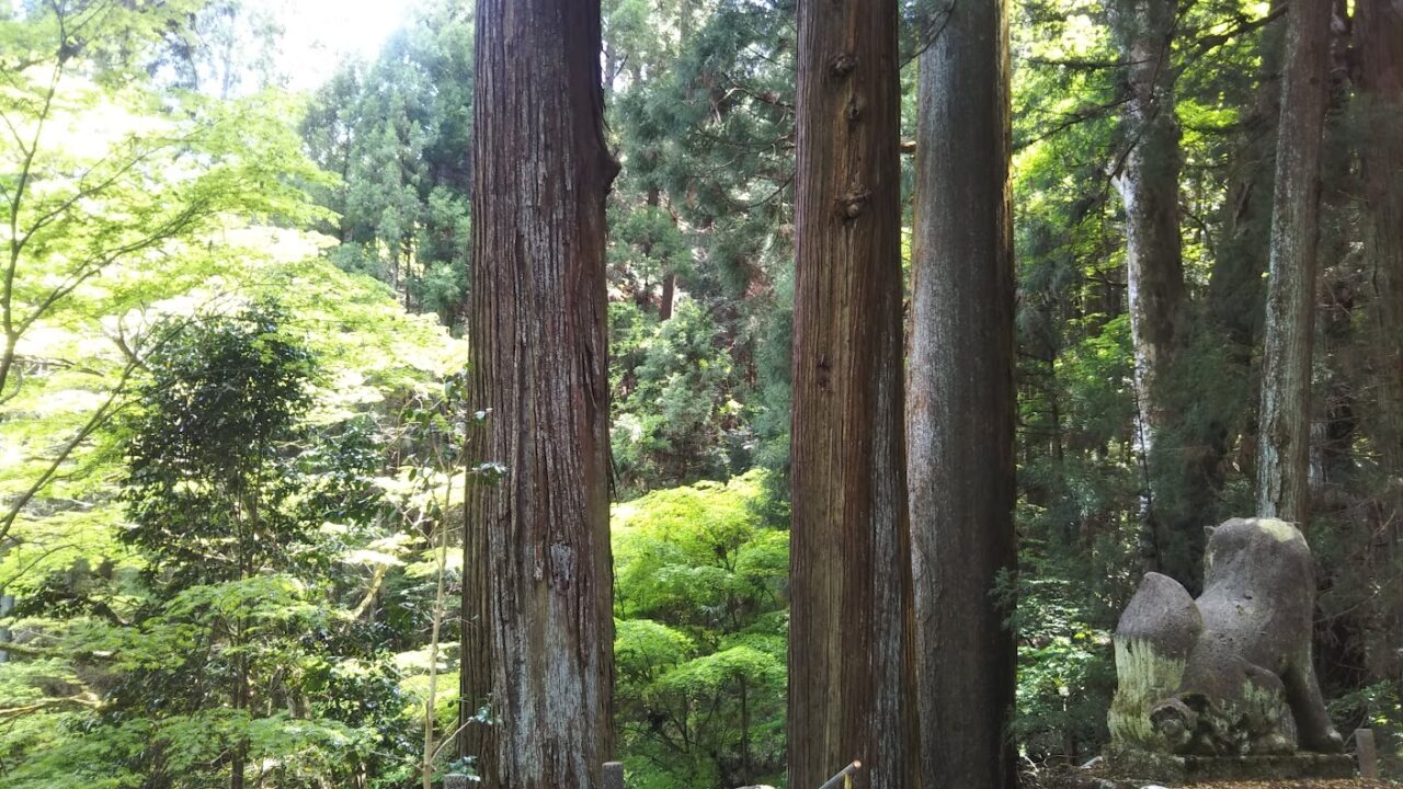 不動尊の大杉