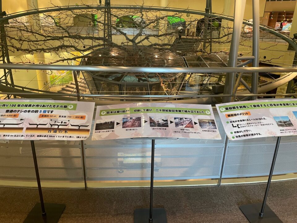 梨っこ