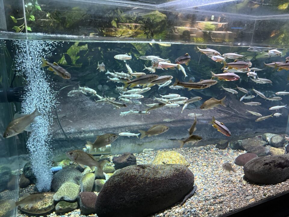 川崎水族館