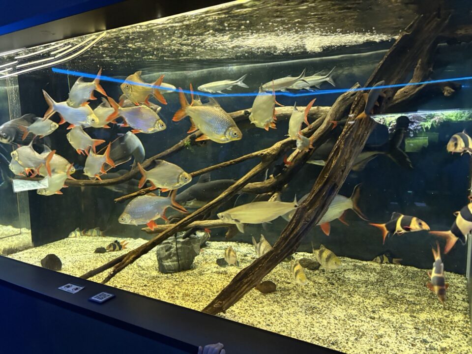 川崎水族館