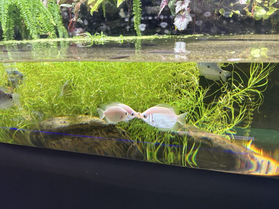川崎水族館