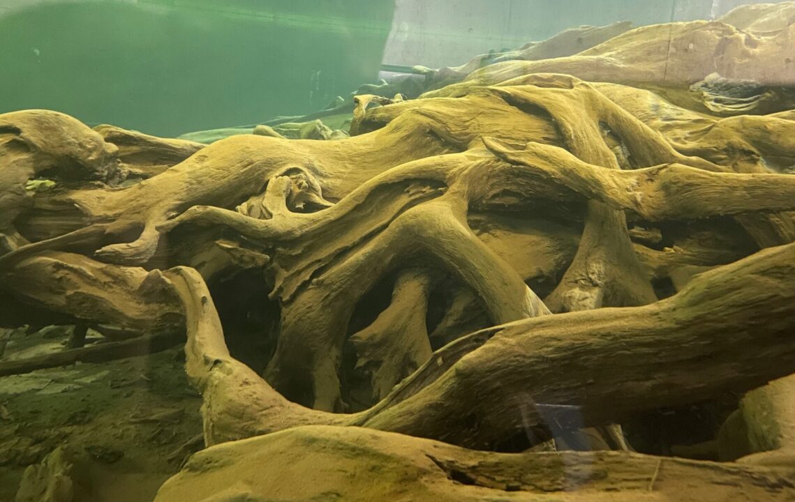 魚津埋没林博物館