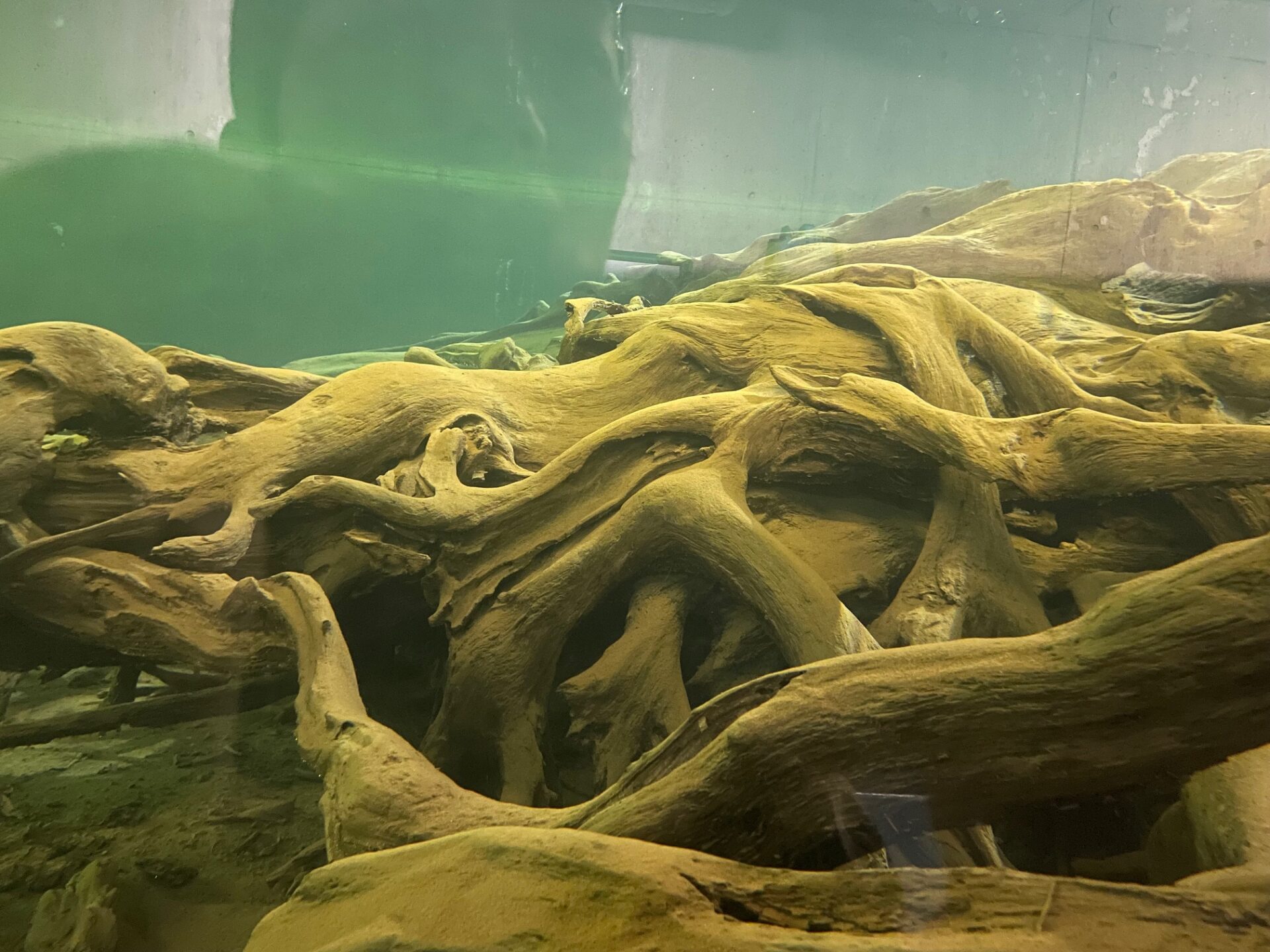 魚頭埋没林博物館