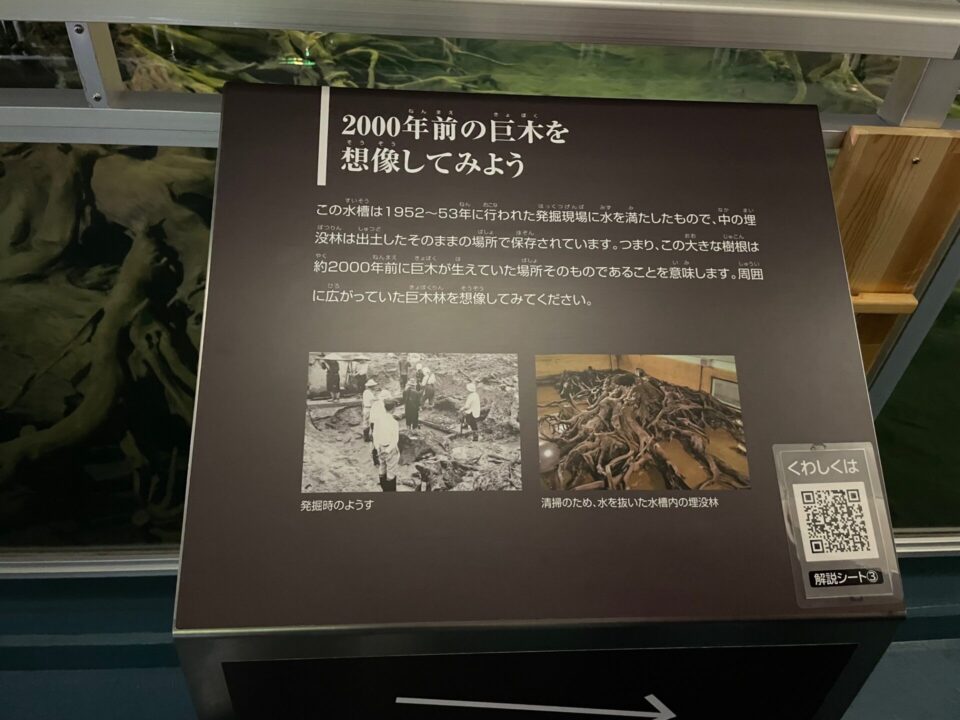 魚津埋没林博物館