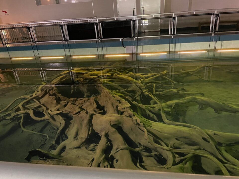 魚津埋没林博物館