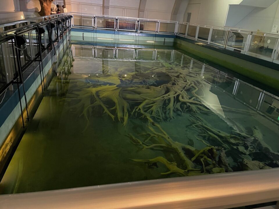魚津埋没林博物館
