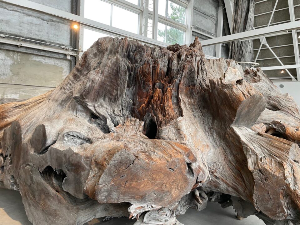 魚津埋没林博物館