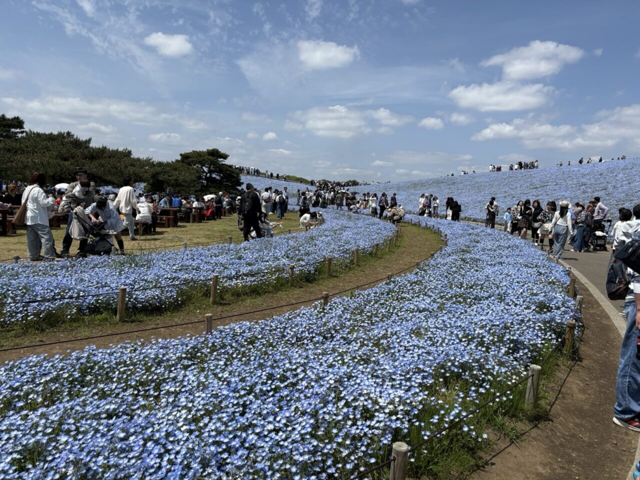 国営ひたち海浜公園