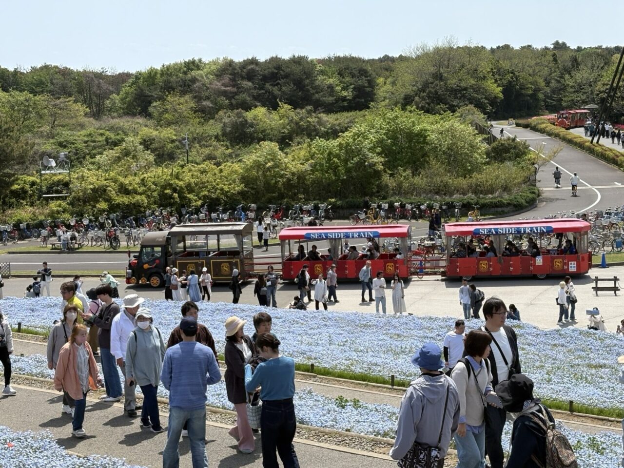国営ひたち海浜公園