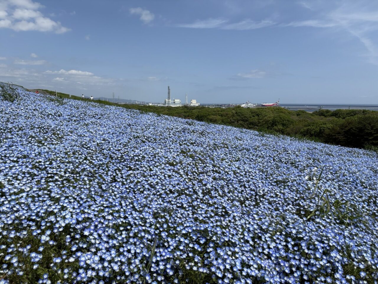 国営ひたち海浜公園