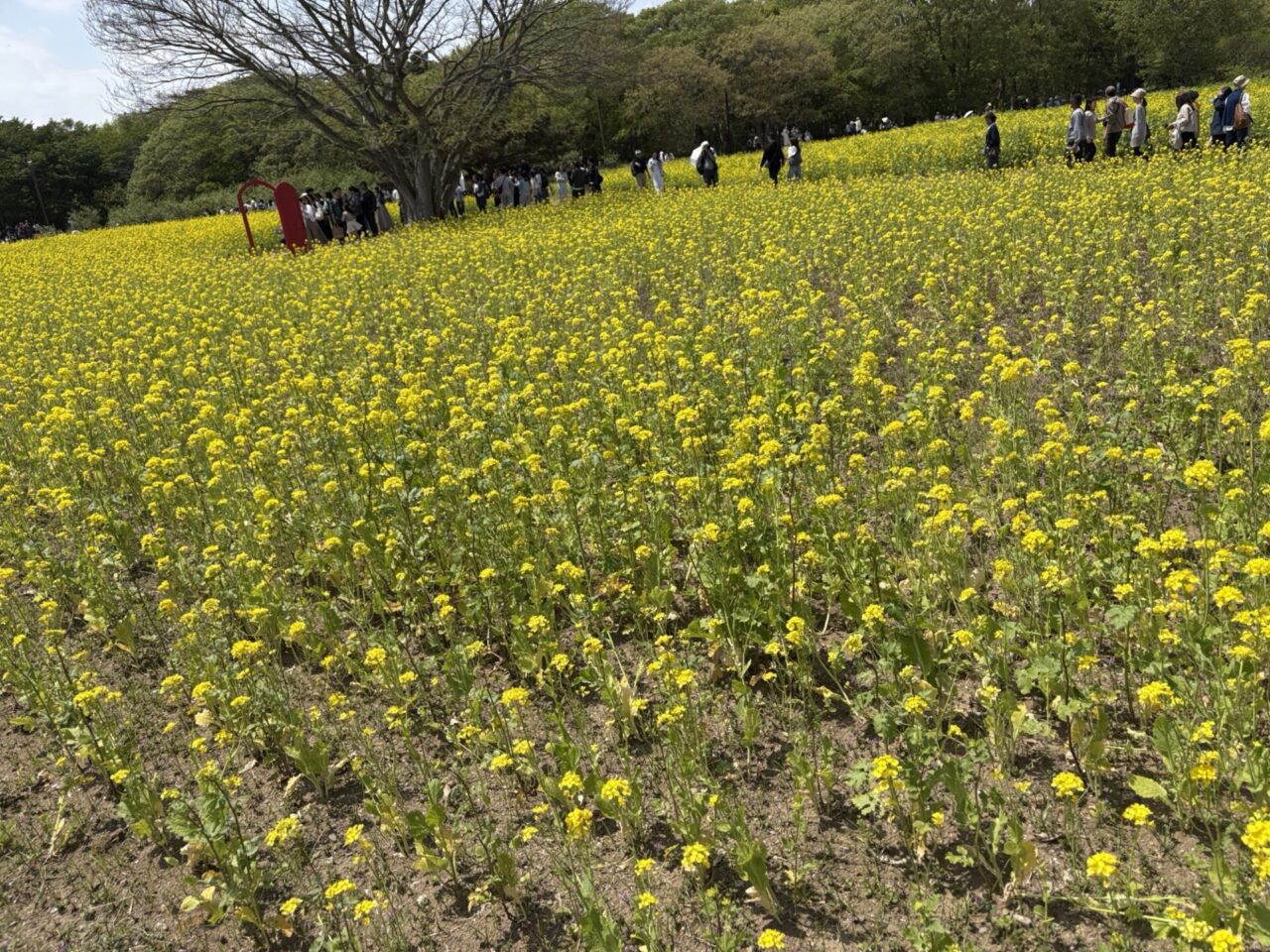 国営ひたち海浜公園