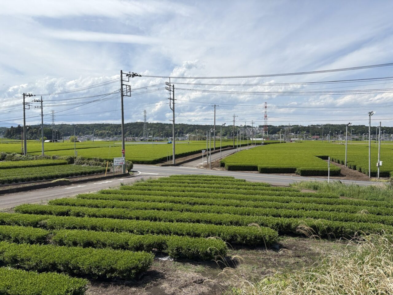 入間の茶畑