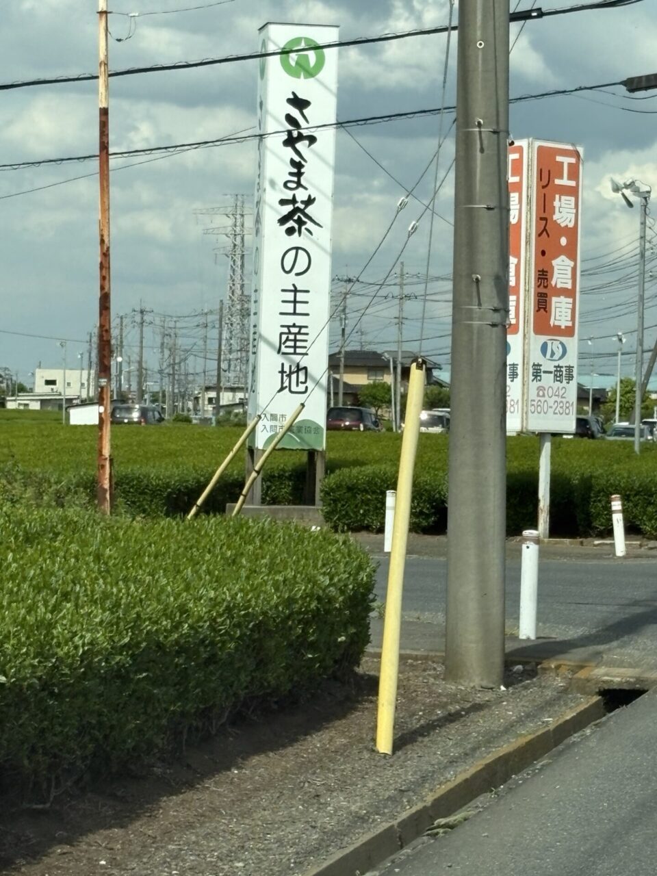 入間の茶畑