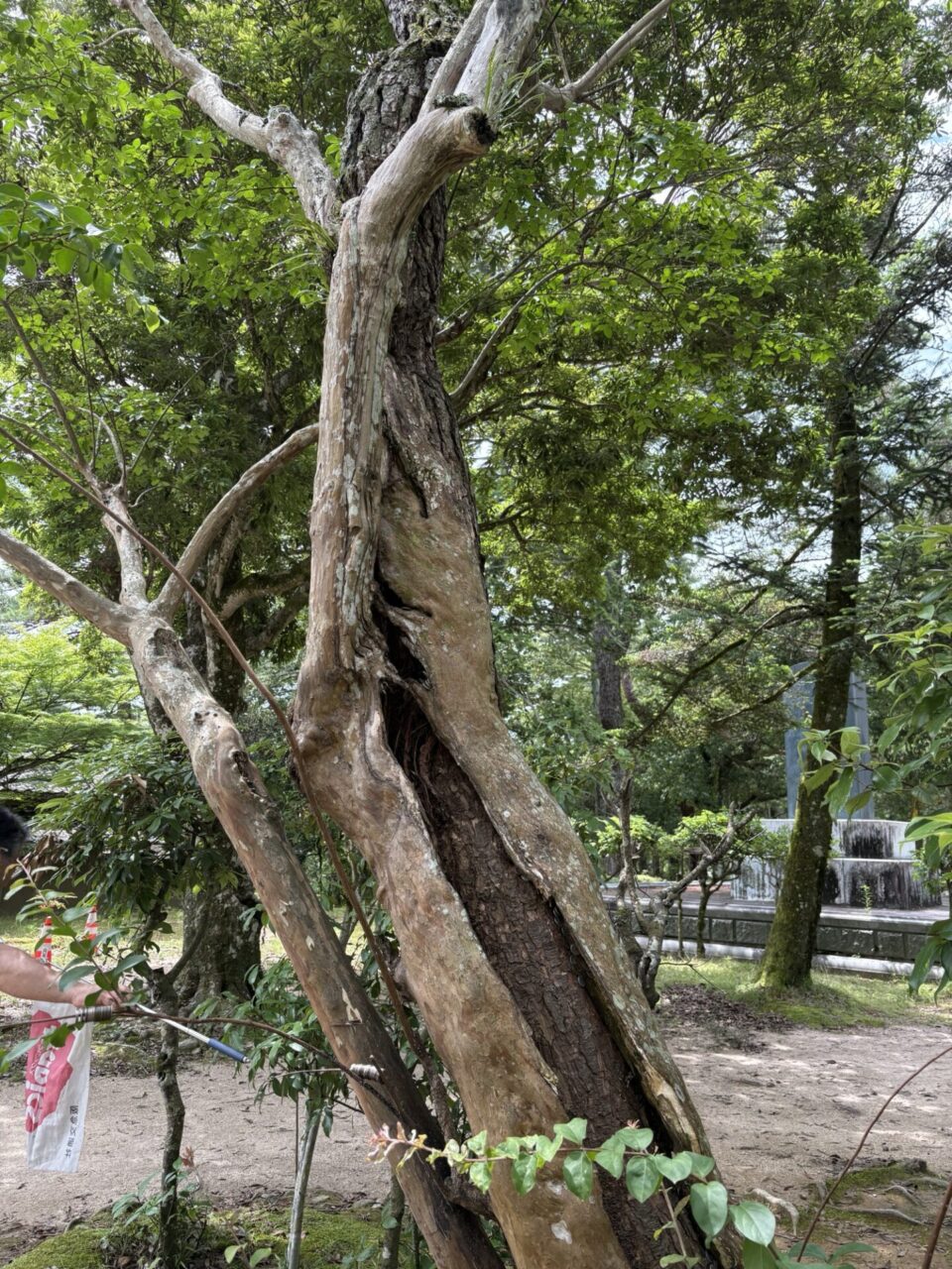 さるすべり