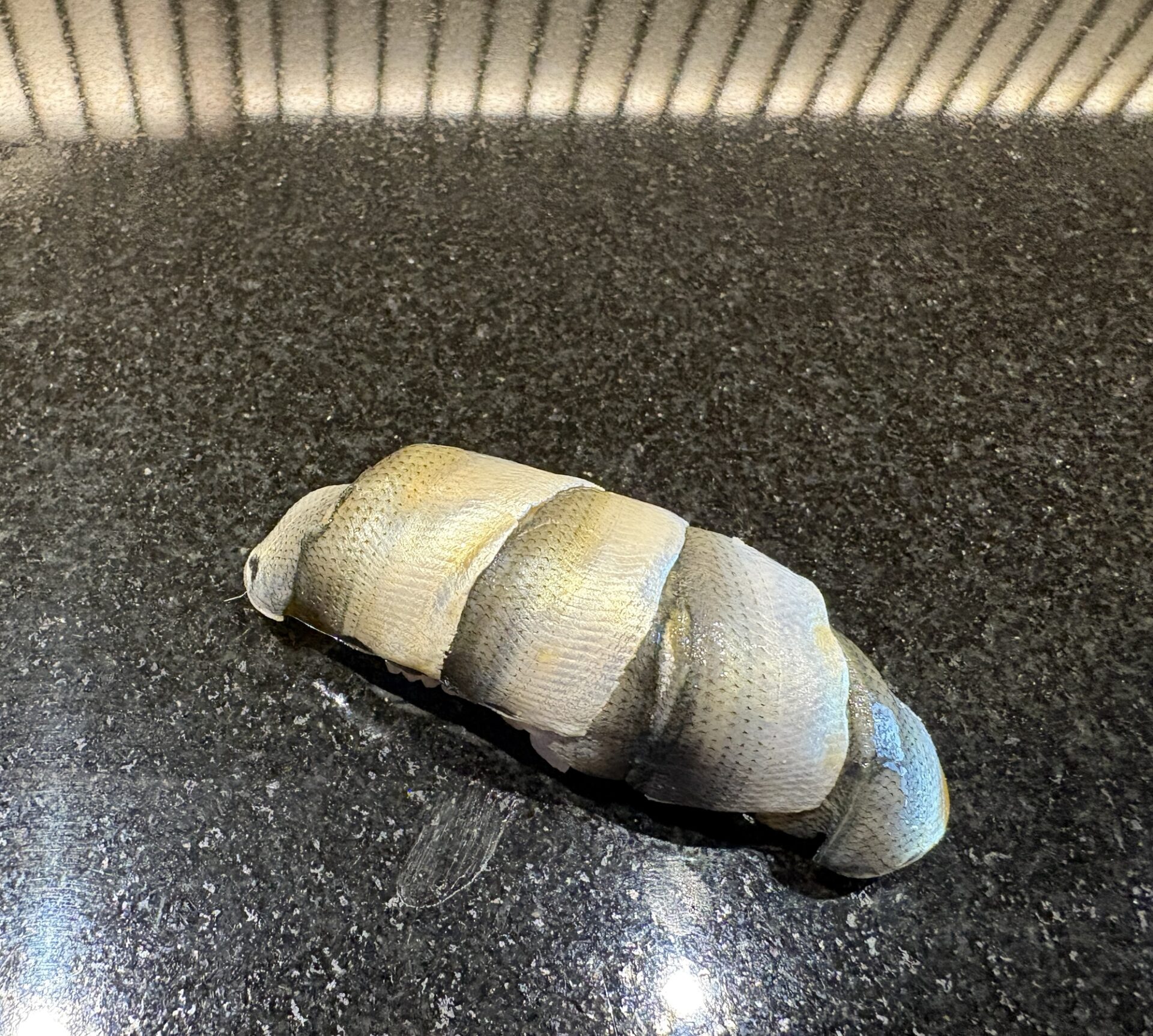 くまくら