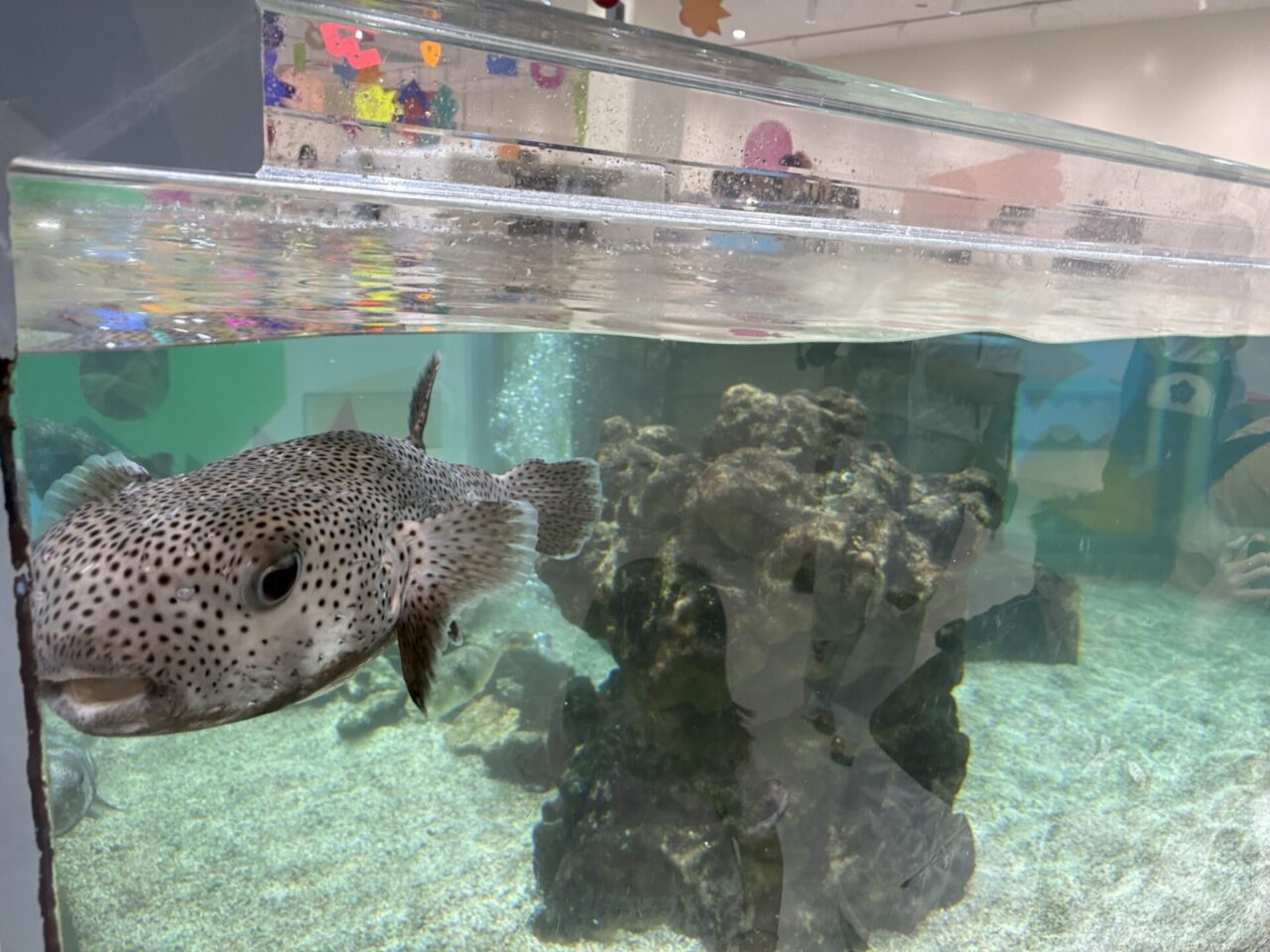 ニフレル