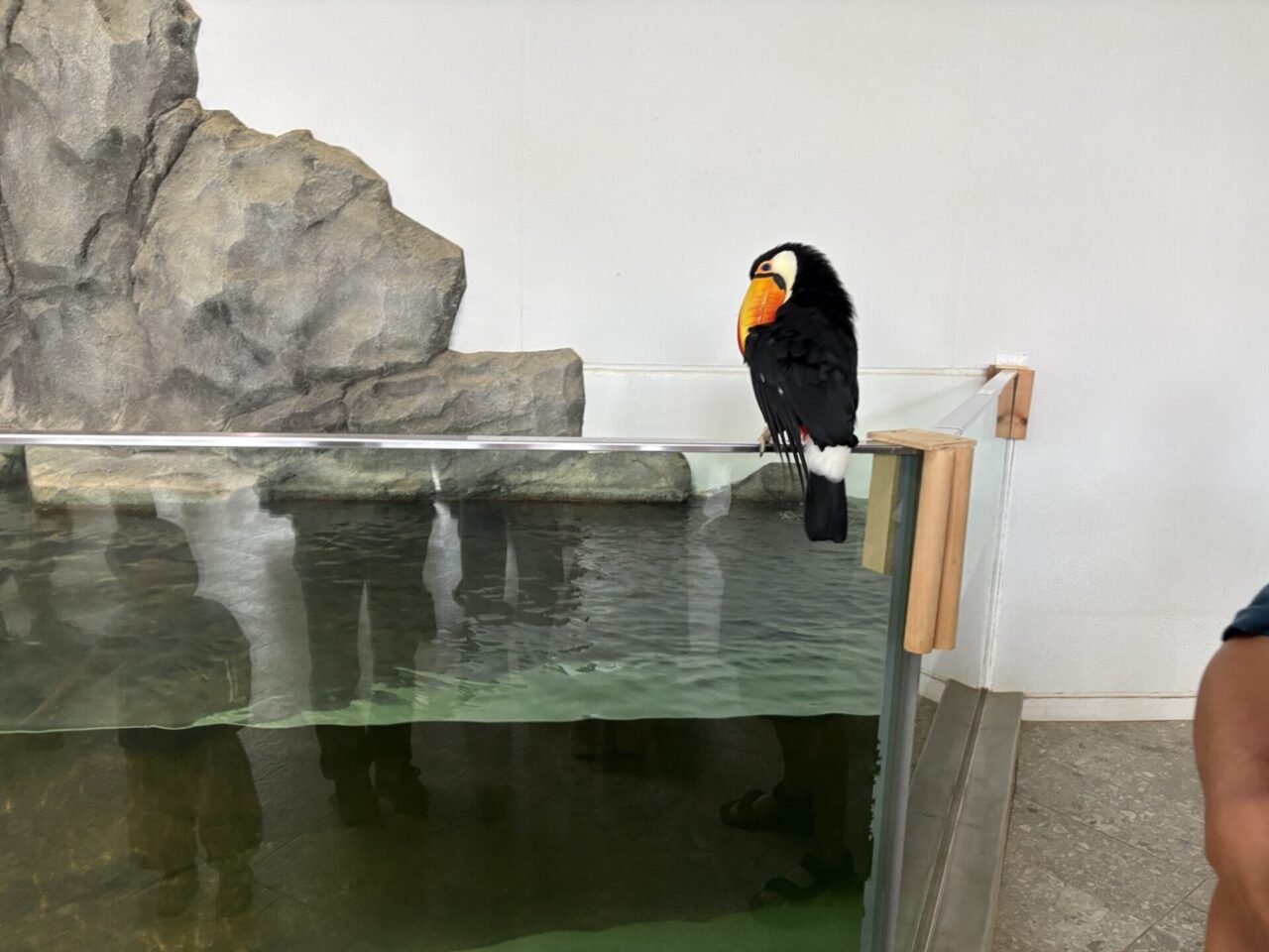 ニフレル